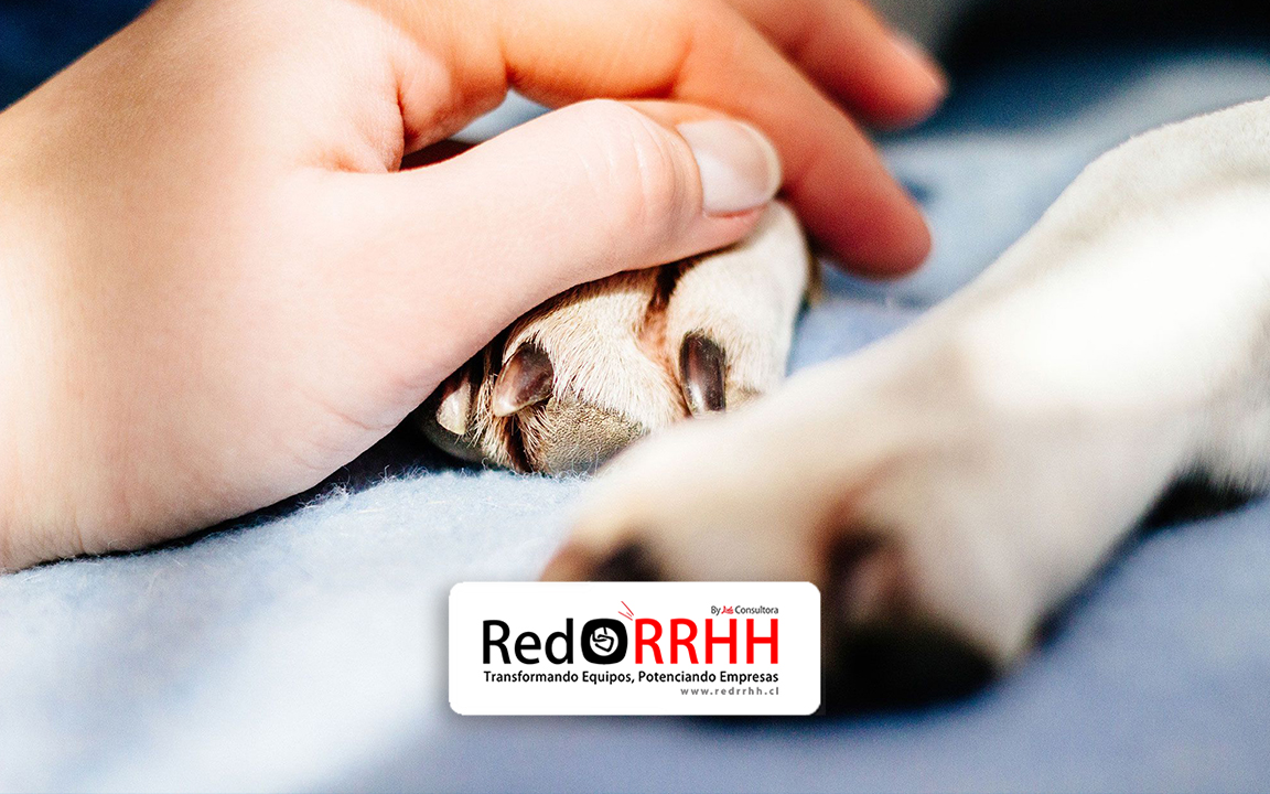 Blog – RED RRHH / Descubre las últimas noticias y actualizaciones 4 Permiso laboral por muerte de mascotas en Chile:…